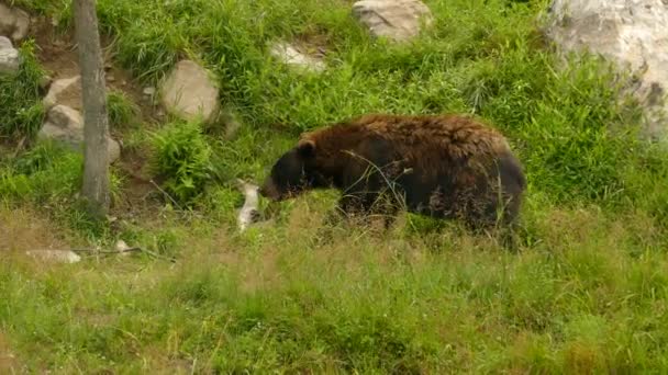 孤独な茶色のクマは石の風景の中に草の上を歩く 撮影を追跡 — ストック動画