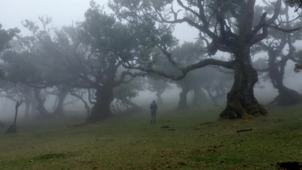 Forward View Man Walking Fanal Forest Rainy Day Madeira — Stock Video