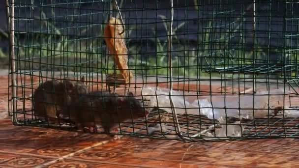 Rat Stuck Trap Tool Video House Garden Pests Black Rodents — Vídeos de Stock