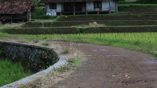Sundanese Traditional House Indonesian Culture Customs View Rural Agricultural Villages — Vídeo de stock