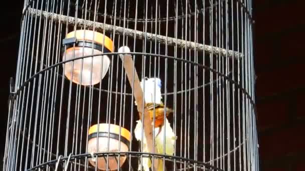 Yellow Canary Cage Pets Cages Videos Pet Birds — Vídeos de Stock