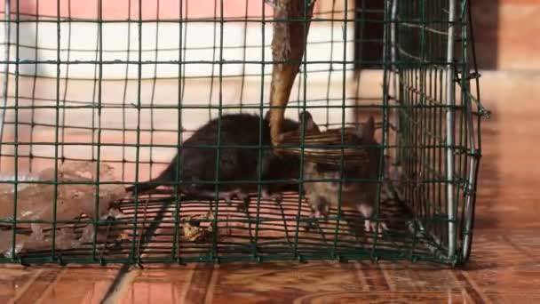 Rat Stuck Trap Tool Video House Garden Pests Black Rodents — Vídeo de stock