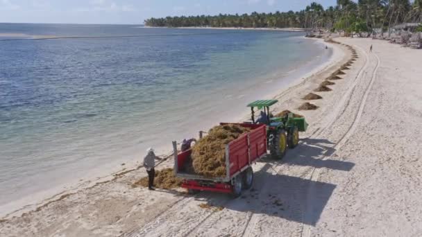 People Cleaning Sargassum Seaweeds Beach Punta Cana Dominican Republic Aerial — Stock Video