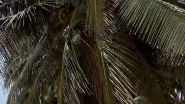Coconut Trees Found Sea Shores — Vídeo de Stock