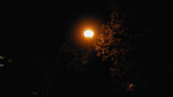 Yellow Light Street Electric Lamp Park Late Night — Stock video