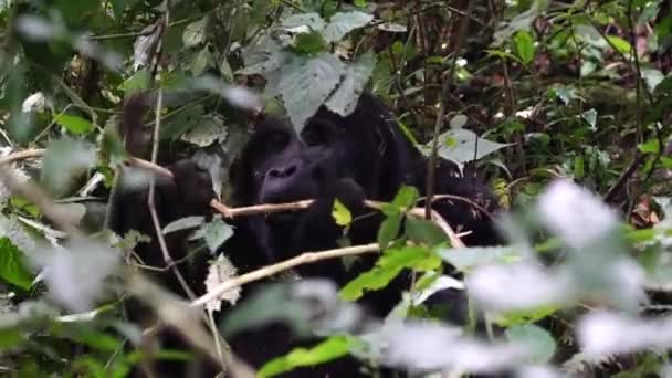 Amazing Scene Africa Safari Tour Gorilla Female Feeding Plant Wild — Vídeo de Stock