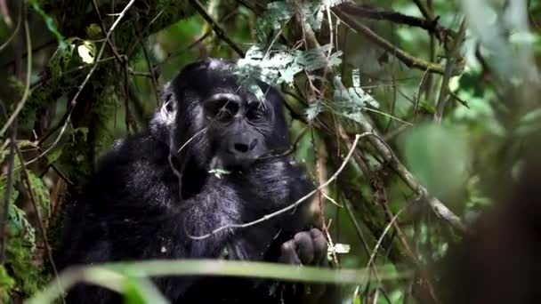 Tierbeobachtungsszene Aus Uganda Berggorilla Weibchen Ernährt Sich Von Pflanze Aus — Stockvideo