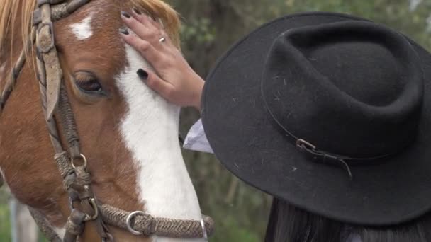 Beautiful Brown Horse Being Petted Her Cowgirl — Stok Video