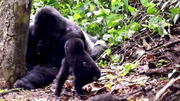 Cute Newborn Baby Animal Endangered Primate Species Mountain Gorillas Ugandas — Stock video