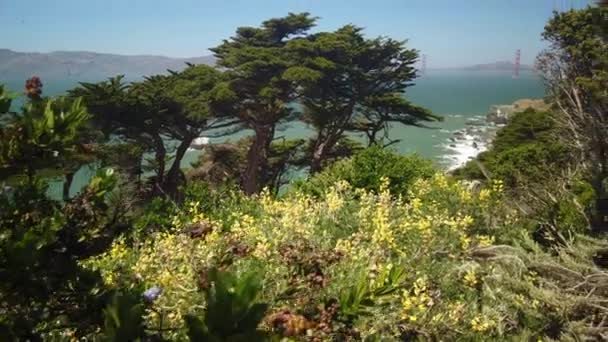 Handheld Panning Shot Iconic Golden Gate Bridge Trees Pacific Ocean — Vídeos de Stock