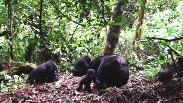 Amazing Scene Group Wild Gorillas Baby Nature Bwindi Impenetrable Forest — Stock videók