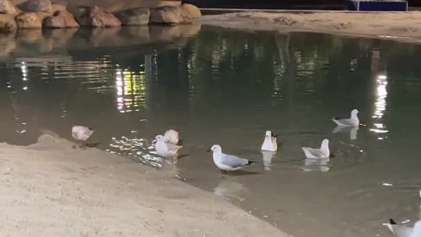 Common Urban Silver Gulls Chroicocephalus Novaehollandiae Swimming Rippling Water Sandy — Stock Video
