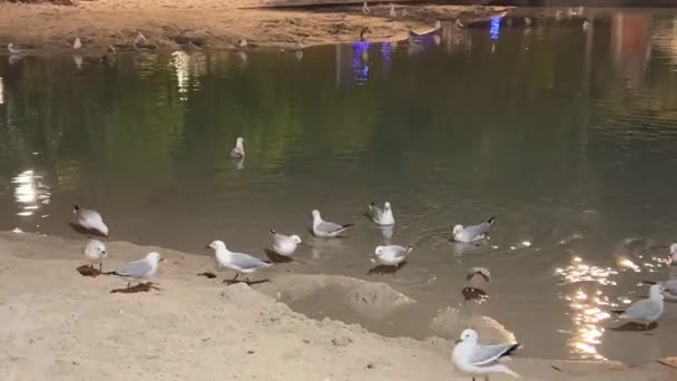 Flock Urban Silver Gulls Chroicocephalus Novaehollandiae Swimming Rippling Water Sandy — Stockvideo