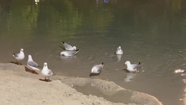 Urban Silver Gulls Chroicocephalus Novaehollandiae Swimming Rippling Water Sandy Beach — 图库视频影像