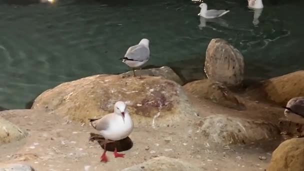 Seagulls Common Silver Gulls Chroicocephalus Novaehollandiae Walking Rocky Shore Covered — Stockvideo