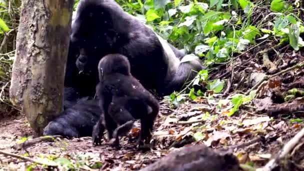 Cute Mountain Gorilla Baby Group Primates Natural Habitat Uganda Africa — Vídeo de Stock