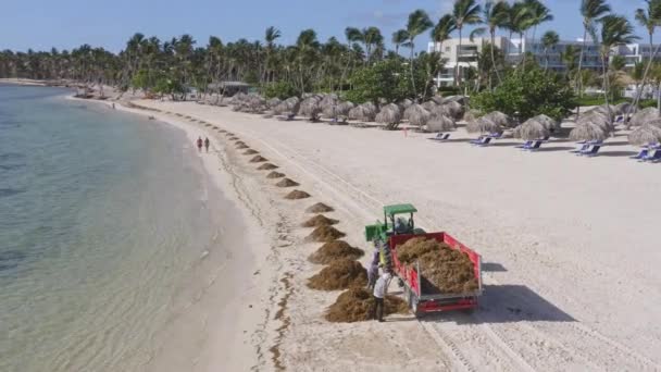 Trabalhadores Locais Limpando Pilha Algas Praia Resort Seguida Carregue Trator — Vídeo de Stock