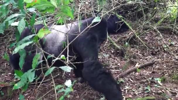 Majestic Mountain Gorilla Male Wandering Forest His Group Wild Animal — Vídeo de Stock