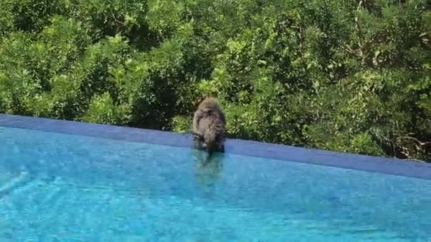 Macaque Monkeys Playing Swimming Infinity Pool Luxury Resort Bali Indonesia — Stockvideo