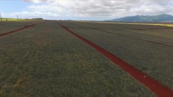 Aerial View Pineapple Fields Wahiawa Oahu Overcast Day — Vídeo de Stock