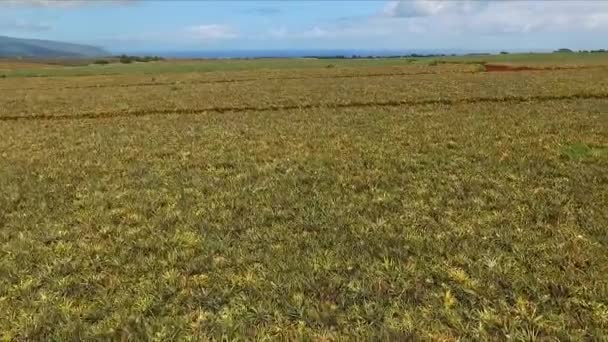 Vista Circular Campos Abacaxi Wahiawa Oahu Dia Ensolarado — Vídeo de Stock