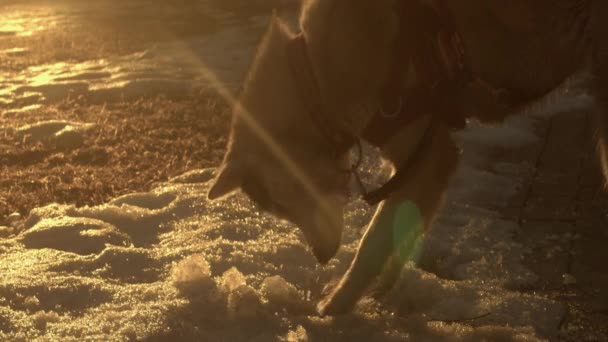 晴れた日の朝に雪の中でエーテルバックライト付きハスキー犬掘り レンズフレア — ストック動画