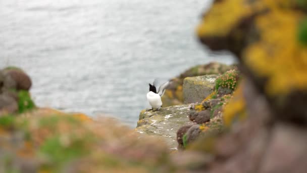 Black White Razorbill Alca Torda Sits Cliff Flapping Its Wings — Vídeo de stock