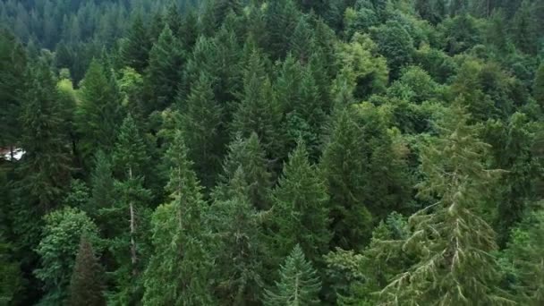 Aerial Drone Footage Expansive Oregon Evergreen Forest Small Lake — Stock video