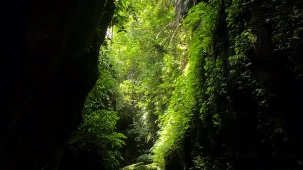 Creek Canyon Green Lush Green Rainforest Bali Island Indonesia — Wideo stockowe