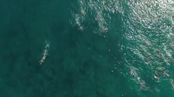 Overhead View Swimmers Race Pacific Ocean Sunny Day — Vídeos de Stock