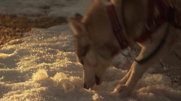 Backlit Morning Sun Cute Husky Dog Explores Icy Snow Park — Wideo stockowe