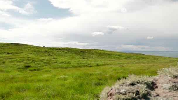 Wide Landscape Shot Strong Breeze Blowing Patchwork Green Yellow Grass — Stock video