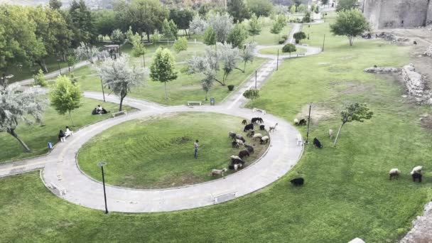 Diyarbakir Τουρκία Κινηματογραφικοί Χώροι Street View Ζωικό Αστικό Φάσμα Δραστηριοτήτων — Αρχείο Βίντεο