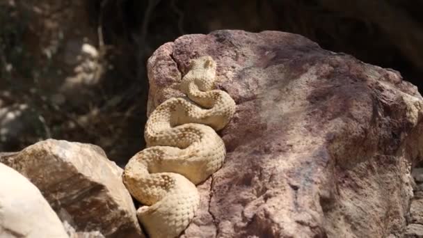 Φίδι Της Ερήμου Αναπαύεται Στο Βράχο Και Κάνει Ηλιοθεραπεία Χέρι — Αρχείο Βίντεο