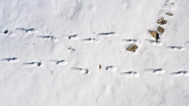 Animal Footprints Fresh Snow Aerial Top View — Vídeo de Stock