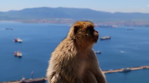 Close Barbary Macaque Sitting Upper Rock Gibraltar Nature Reserve Seascape — Vídeo de stock