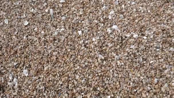 Thousands Shells Pile Beach High Angle Frame Fill Pan — Vídeo de stock