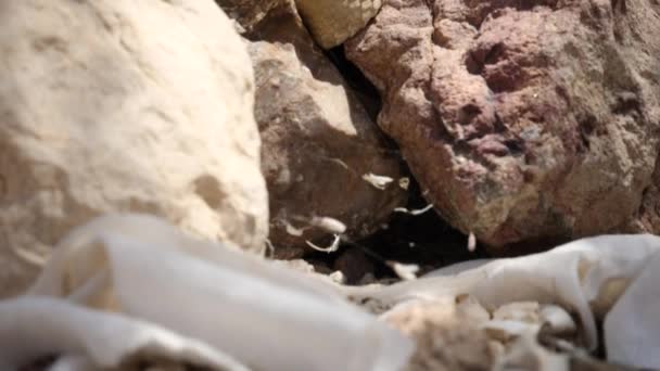 Pan Ground Stone Reveal Desert Adder Snake Resting Rock Basking — ストック動画