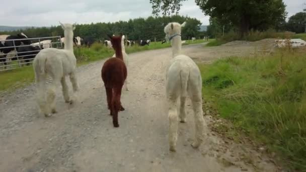 Walking Alpacas Wandering Farm — Stockvideo