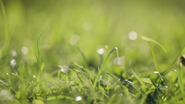 Close Shot Green Grass Beaded Dewdrops Slow Motion Pan Left — Stock video