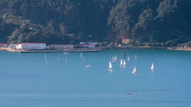 Sailing Boats Yachts Practising Calm Waters Shelly Bay Wellington Harbour — Stockvideo