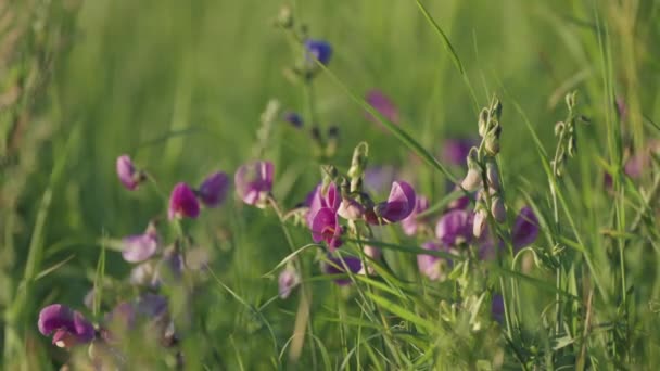 Close Shot Sweet Pea Flowers Green Grass Beaded Dewdrops Slow — Vídeo de Stock