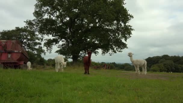 Wide Shot White Brown Alpacas Grazing Farm — Vídeo de stock
