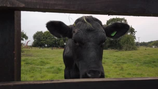 Black Cow Chewing Grass Fence — Vídeos de Stock