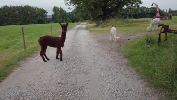 Brown White Alpacas Jumping Playing Farm — Vídeos de Stock