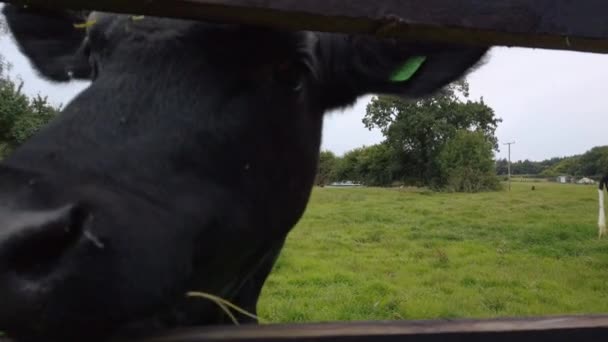 Αγελάδα Μάσημα Χόρτου Και Γλείψιμο Μέσω Φράχτη — Αρχείο Βίντεο