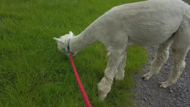 Walking White Alpaca Grazing Green Field — 图库视频影像