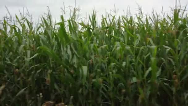 Panning Corn Field Farmland — Stock video