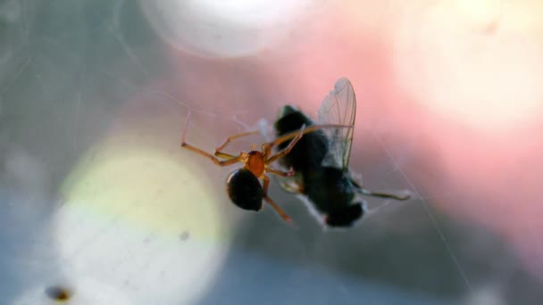 Fly Captured Web Dwarf Spider Australia Selective Focus — 비디오