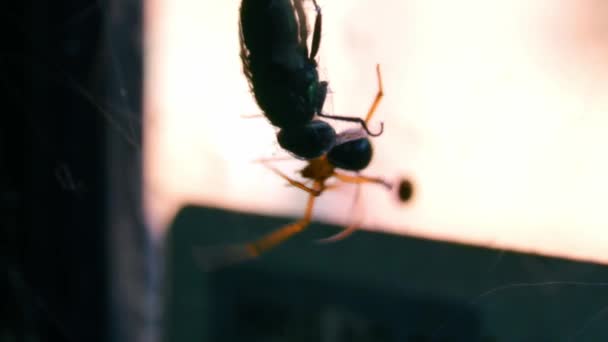 Sheetweb Weaver Trapped Insect Its Spider Silk Rack Focus — Vídeos de Stock